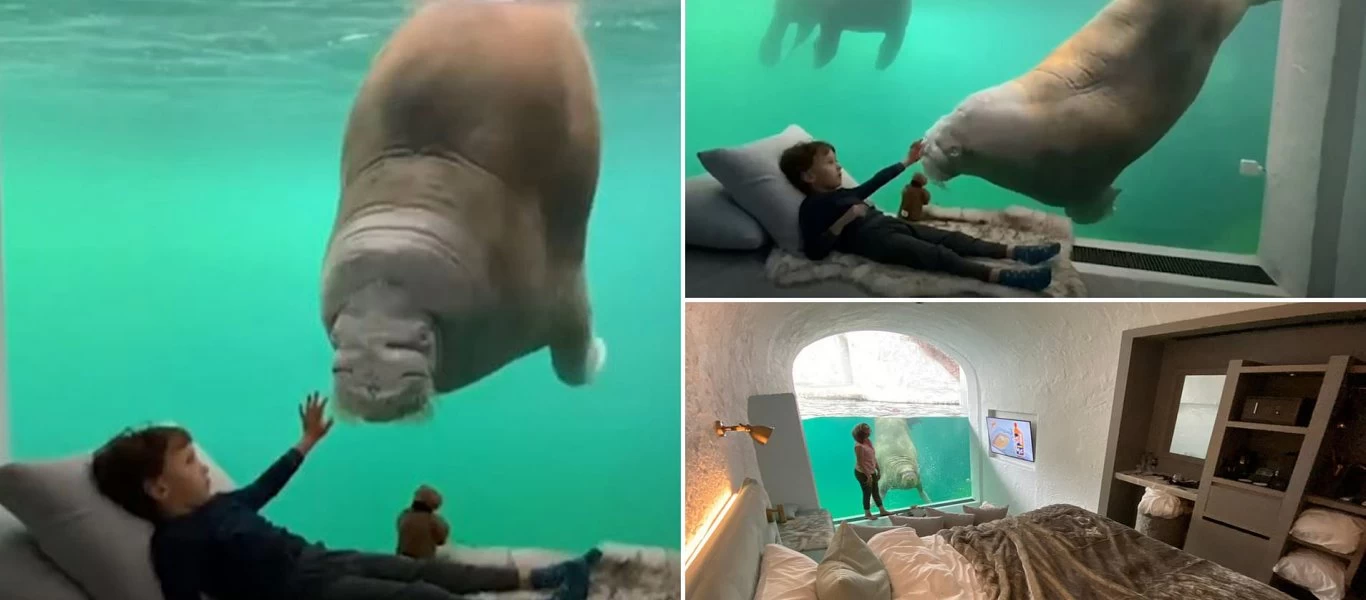 Βέλγιο: Ζωολογικό θέρετρο προσφέρει σουίτα με θέα... θαλάσσιους ίππους (βίντεο)